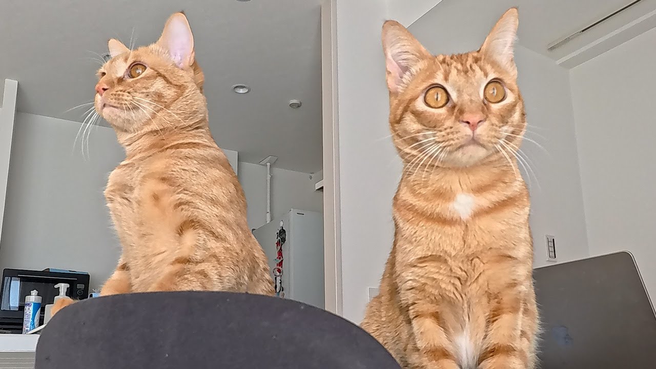 二匹の保護猫ピチナナが工事の音にびっくりしてこうなりました