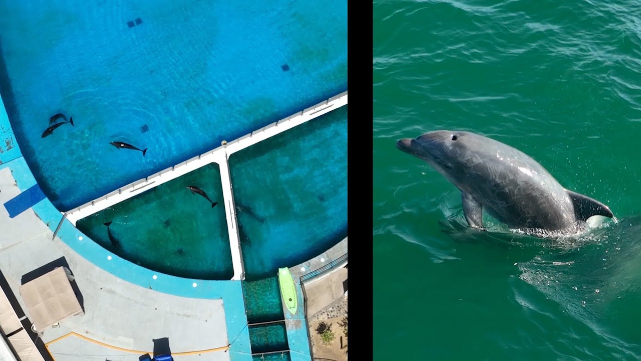 Dolphins in Captivity VS Dolphins Free in Nature