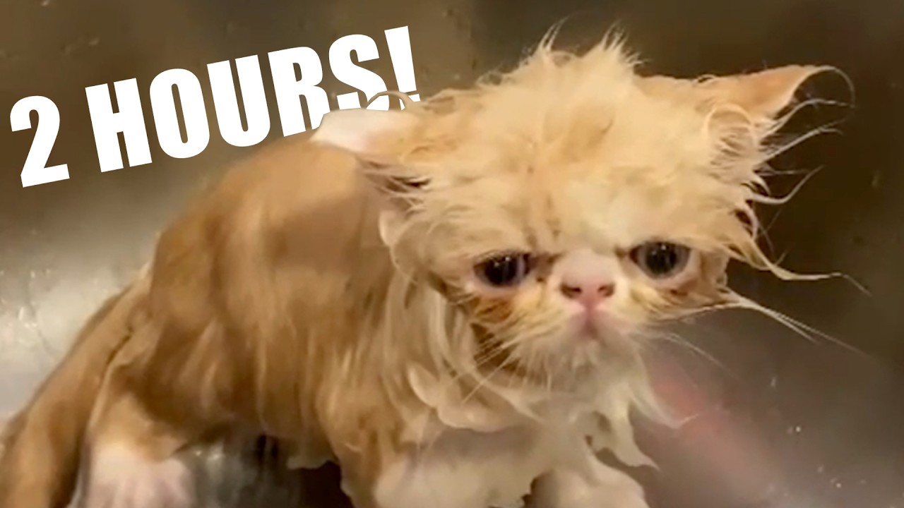 2 Hours - The Cutest Pets and Funny Animals of April 2025 - Best of the Month!