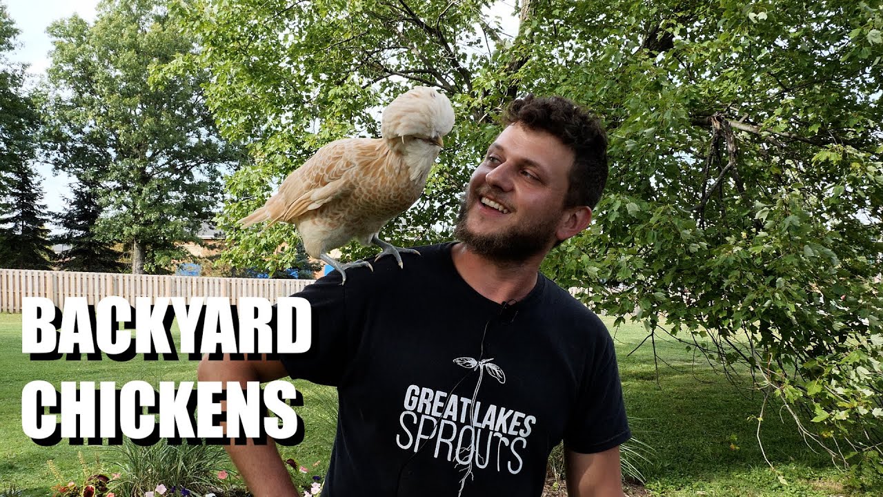 Easy Starting Guide To Having Backyard Chickens: 101 (Polish Breed)