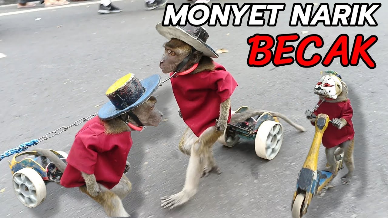FUNNY MONKEY, TOPENG MONYET LUCU SAAT CFD UDAYANA PART 32