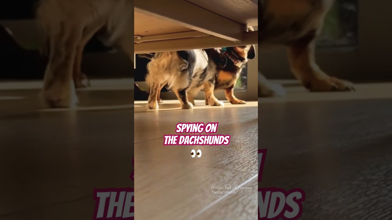 Spying on my dogs 🔎🐶🐶🐶 #dog #dachshund #viral