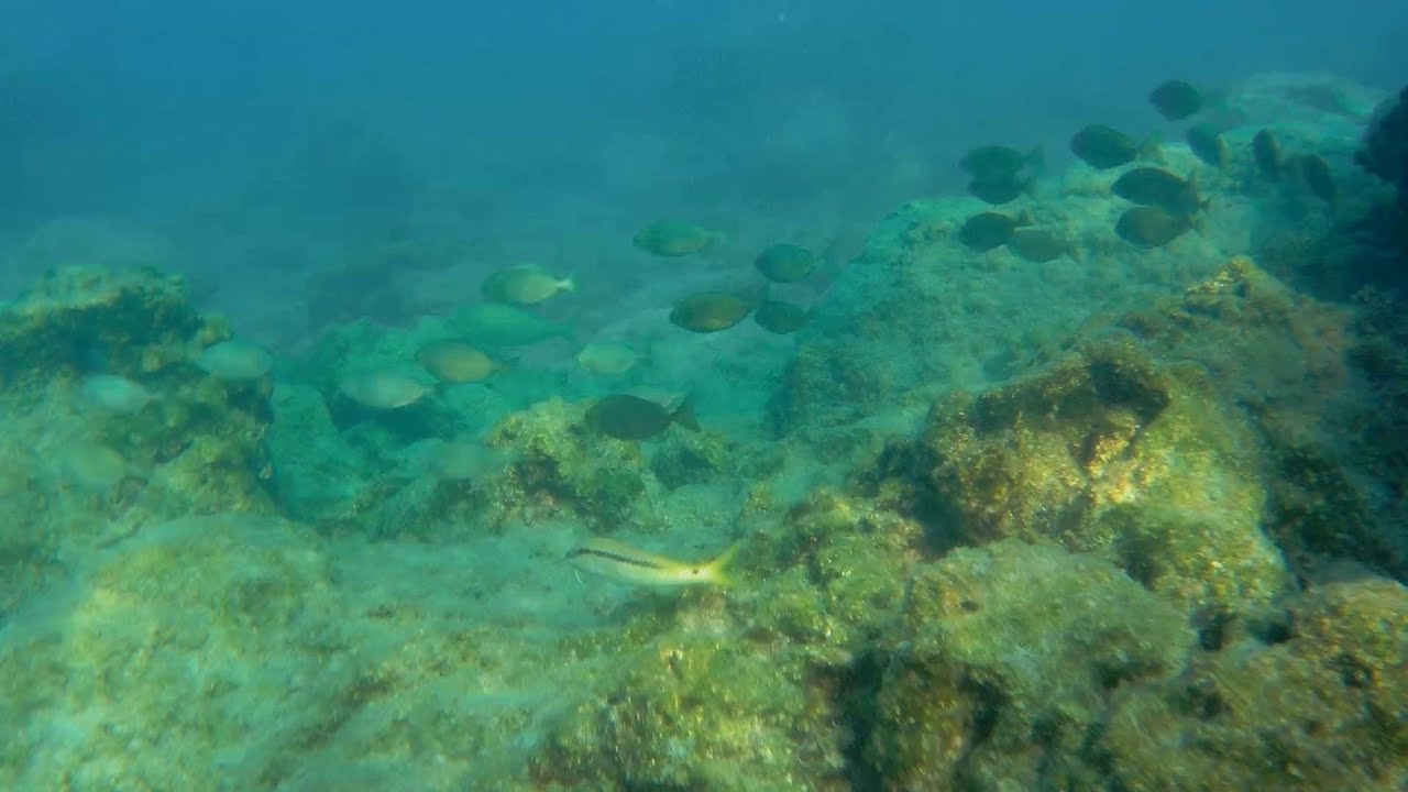 Rhodes Snorkelling 2023 (Ialysos, Ixia, Anthony Quinn bay)