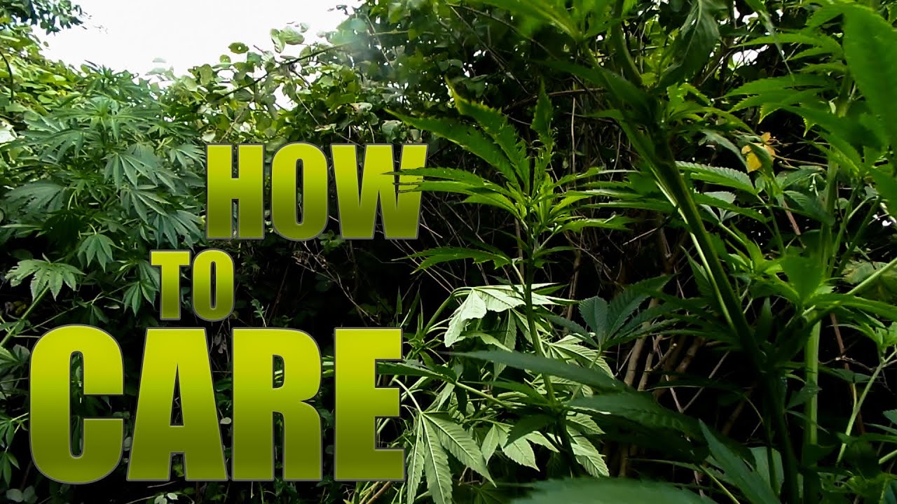 How to maintain a Guerilla Grow