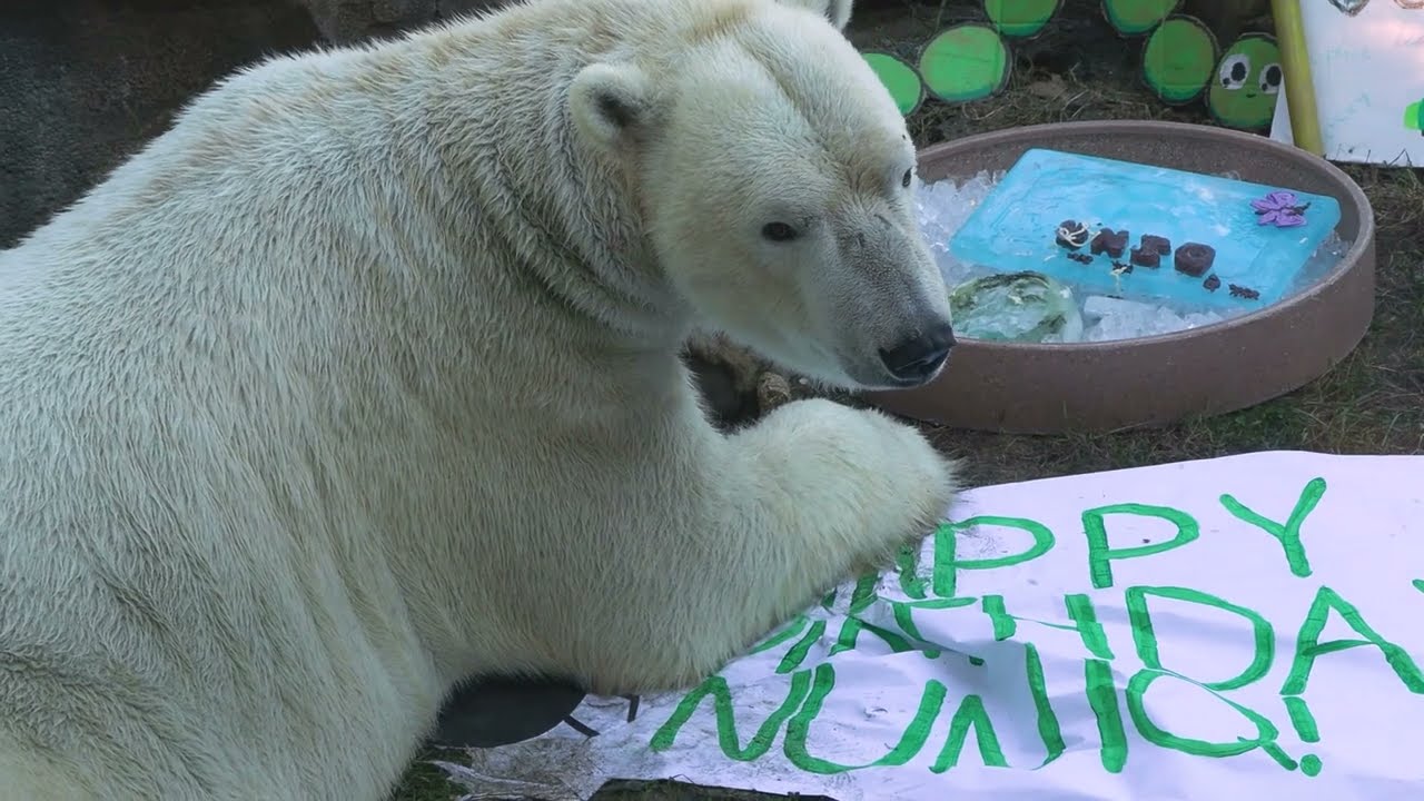 Happy Birthday, Nuniq!