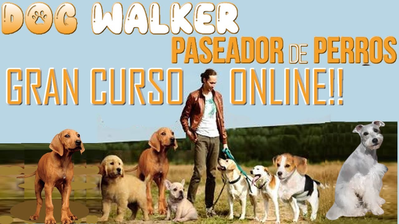 GRAN CURSO ONLINE PASEADOR DE PERROS🐕APRENDE ESTE GRAN NEGOCIO💰