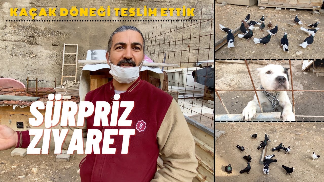 Pitbull Tavuk Dönek Saya Taklacı Mısıri Kuaför Özgüç Aydemir (Karslı)