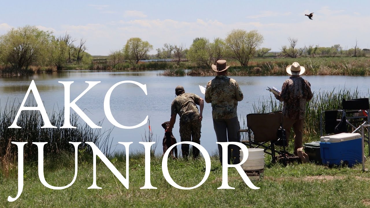 Apollo | AKC Junior Hunt Test | First Pass