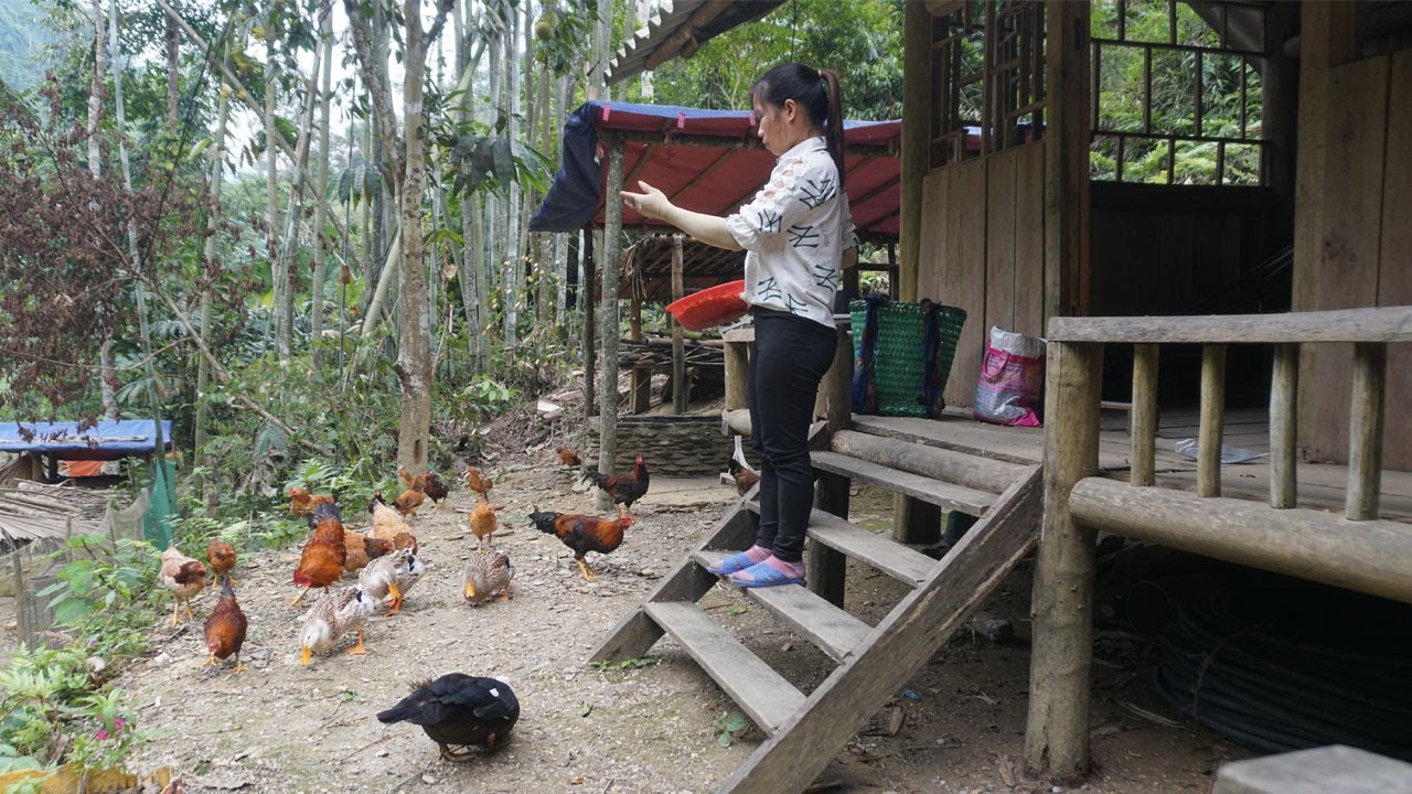 Farmer girl uses weeder to weed the field and raise chickens - Single mother