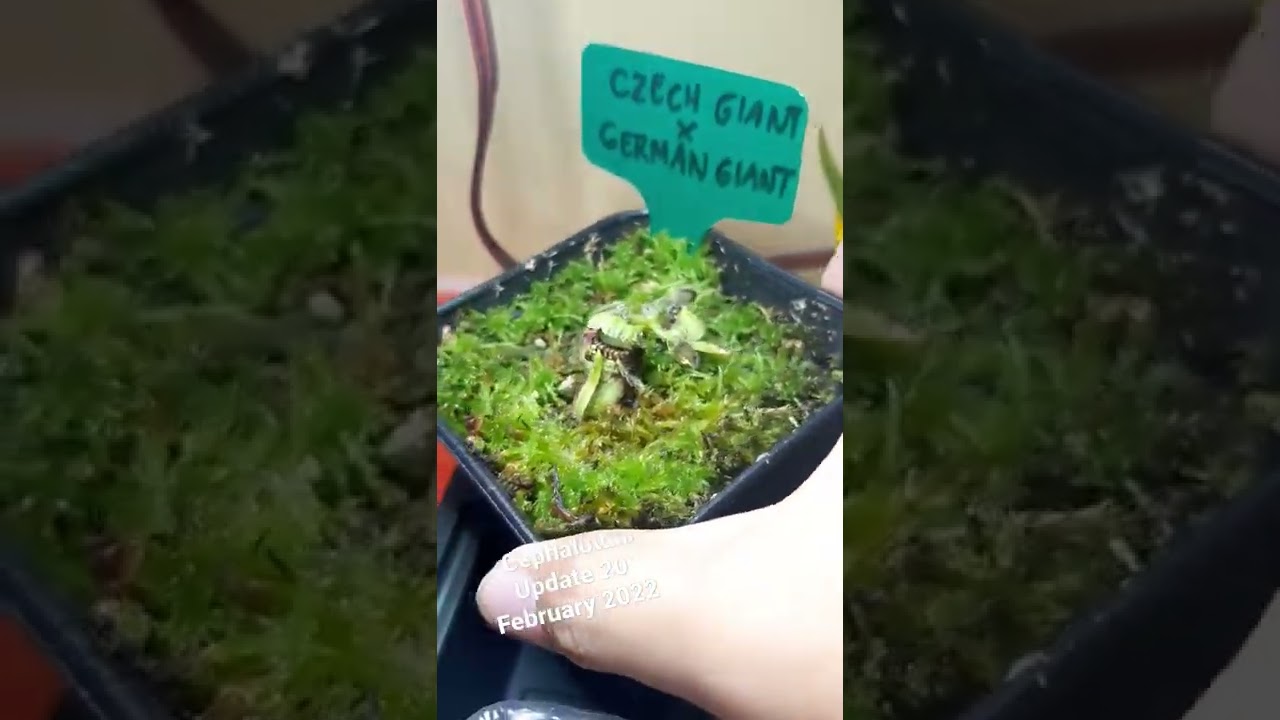 Cephalotus Czech Giant x German Giant