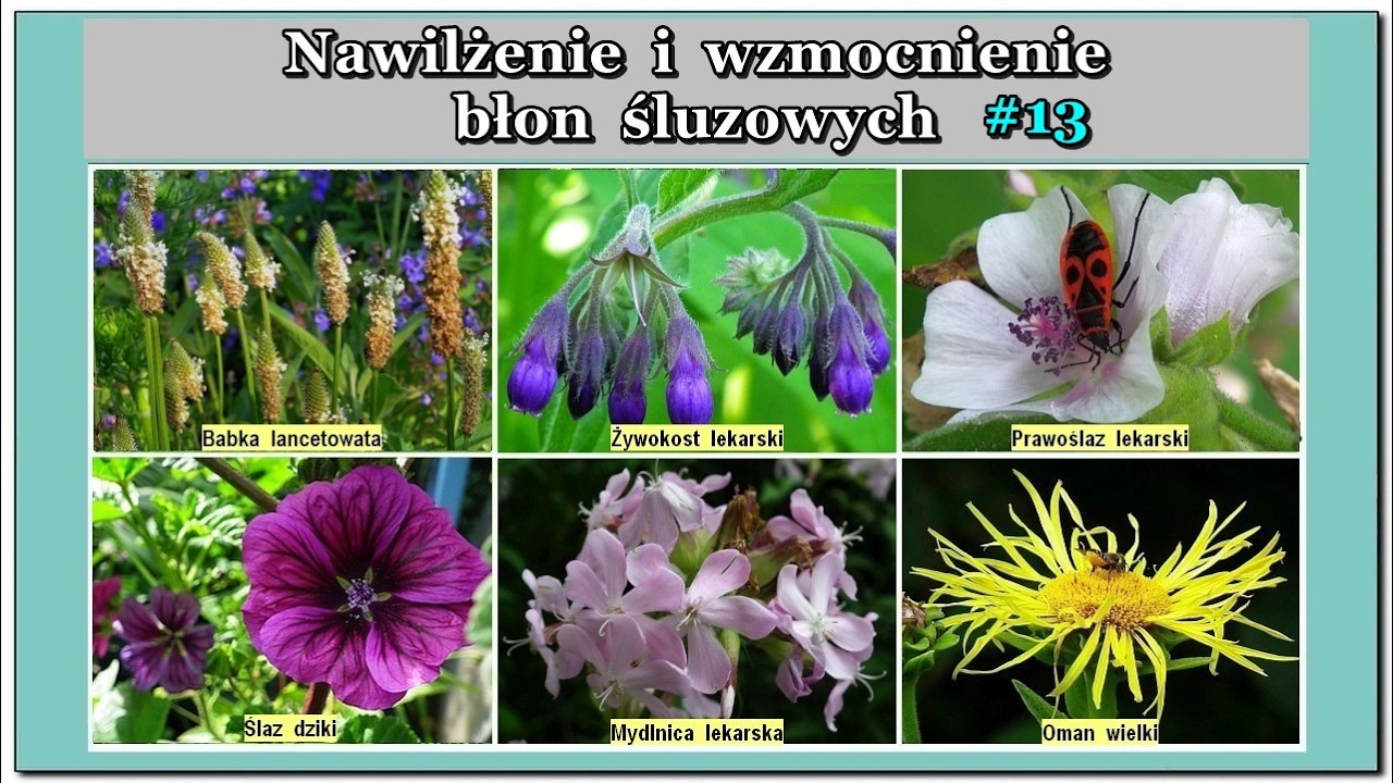 Zioła lecznicze (13) Nawilżenie i wzmocnienie błon śluzowych w układzie pokarmowym i oddechowym