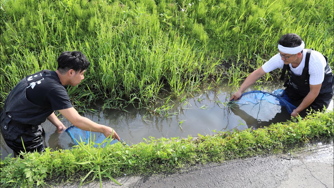 外来種だらけの水路を巨大網で挟み撃ちすると・・・