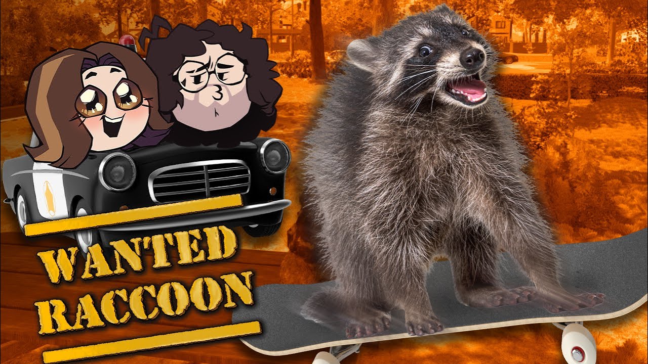 The raccoon rides a skateboard | Wanted Raccoon