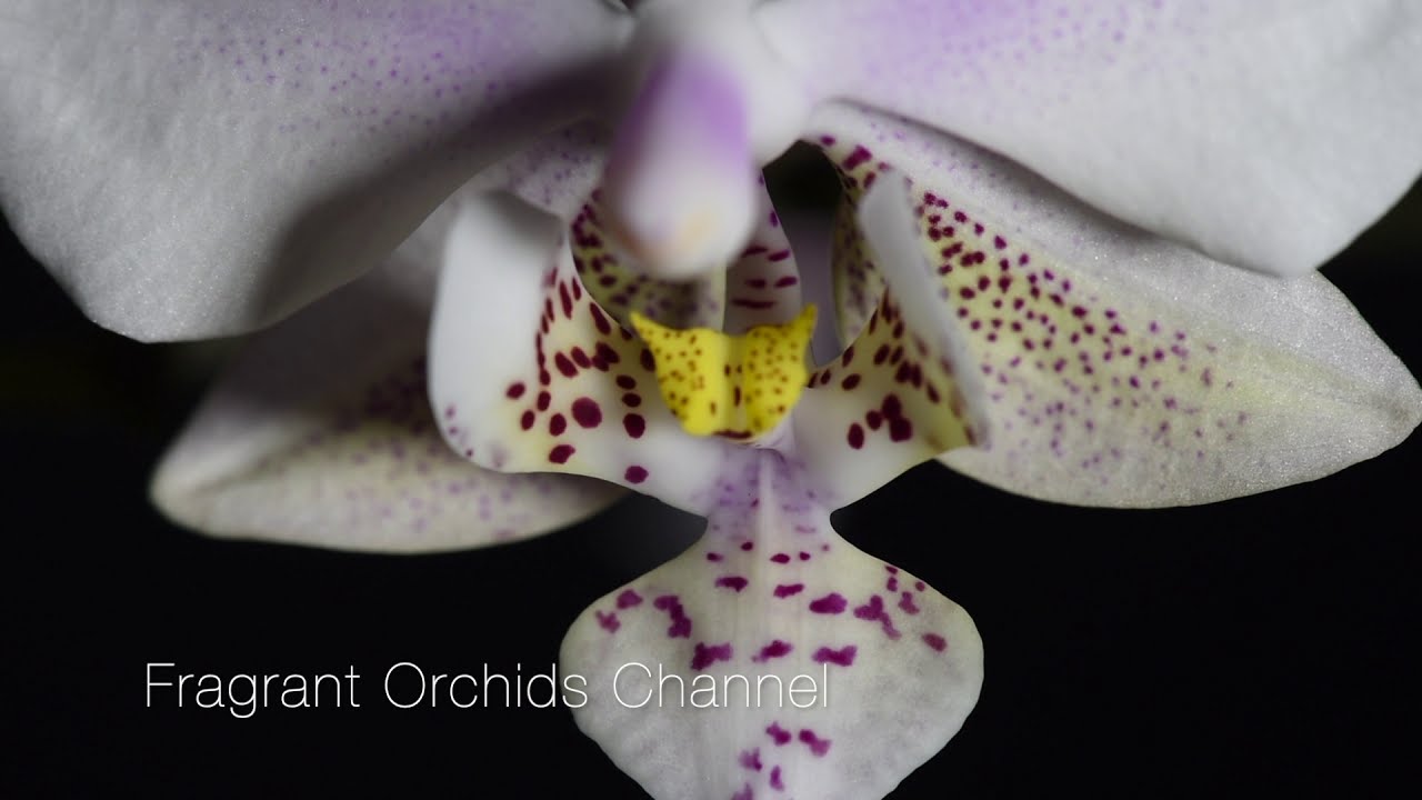 Fragrant Phalaenopsis Schilleriana (silver leaves) &times; Stuartiana var. Nobilis.