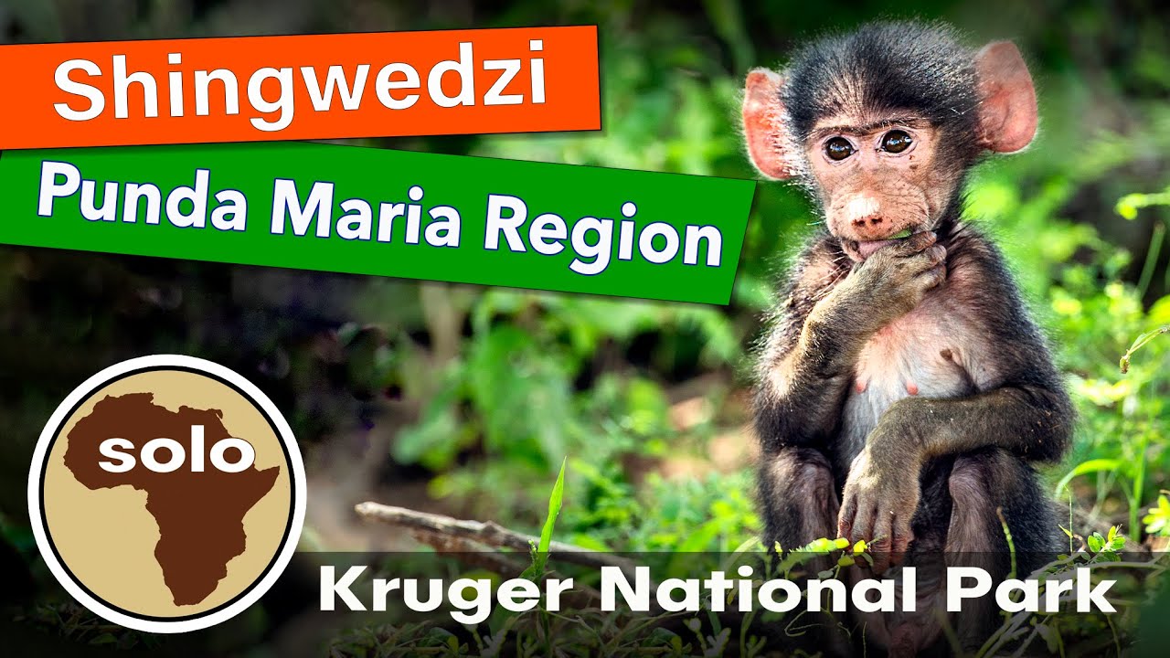 Kruger National Park Travel Vlog - Part 6: Shingwedzi Camp and Punda Maria Region.
