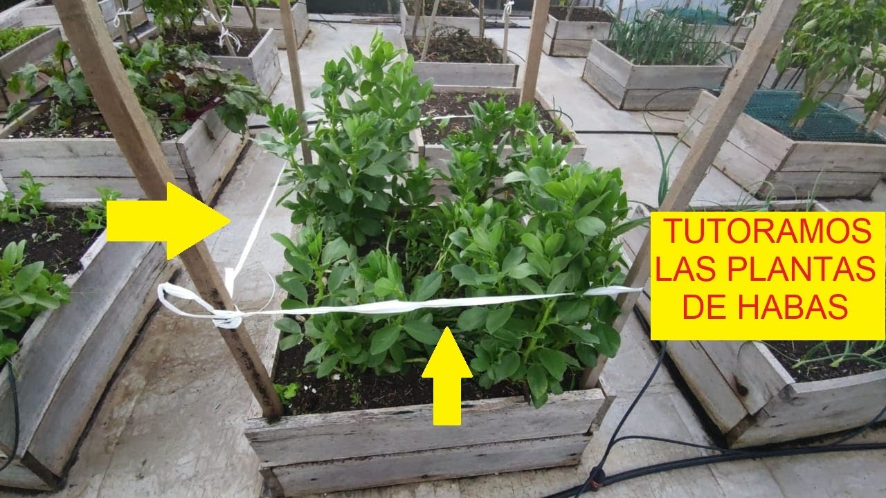 HABAS EN LA TERRAZA
