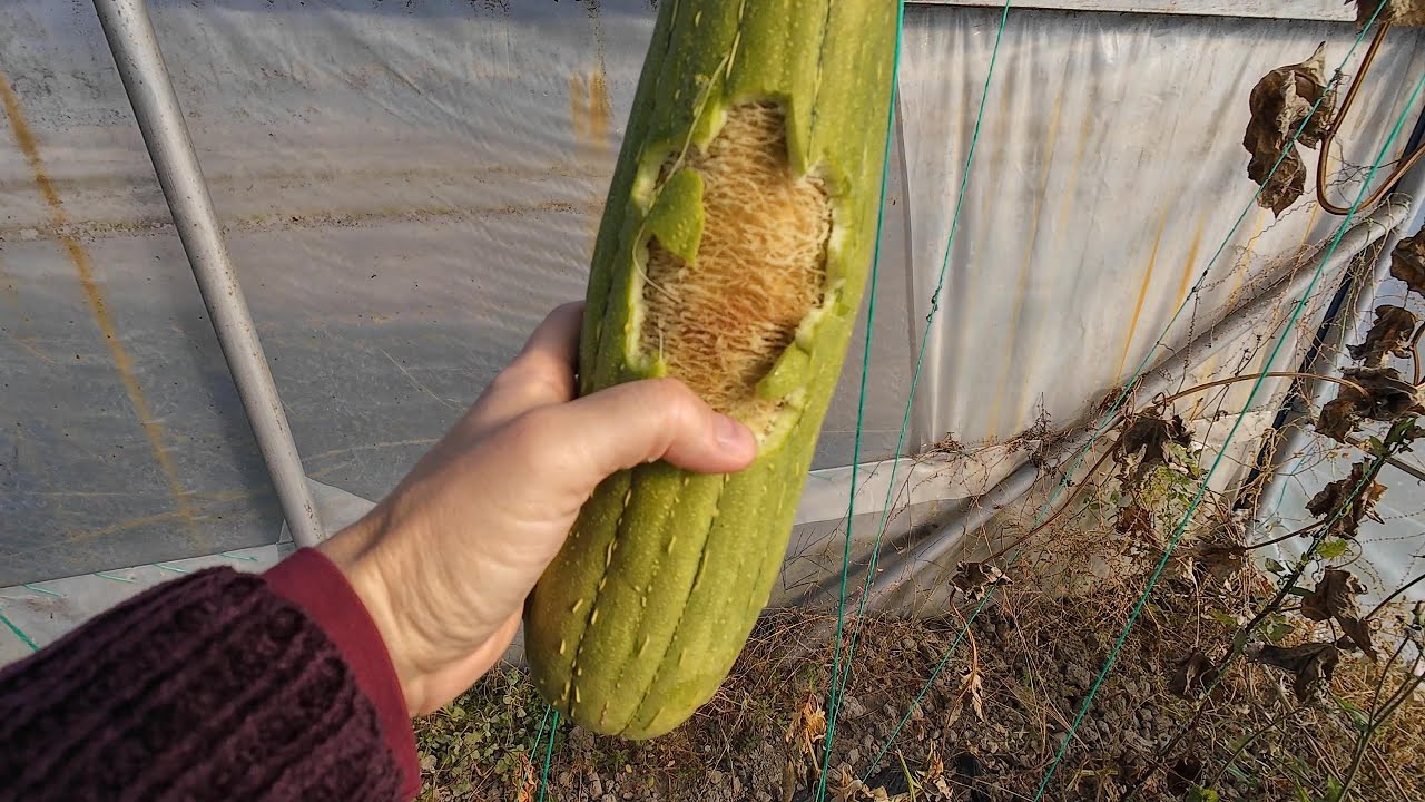Ce nu mai cultivam anul viitor