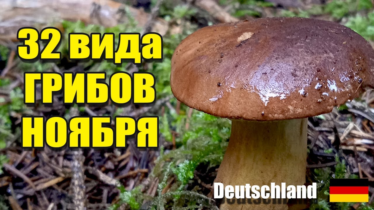 Какие ГРИБЫ растут в НОЯБРЕ. Грибы Германии 2025
