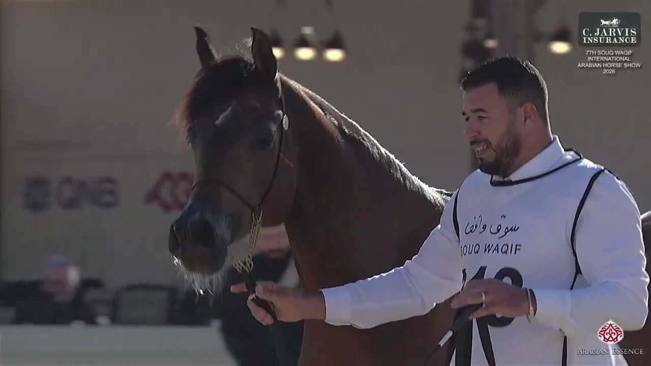 N 218 NIRAH MEIA LUA   7th Souq Waqif International Arabian Horse Show 2026   Mares 11+ Years Old Cl