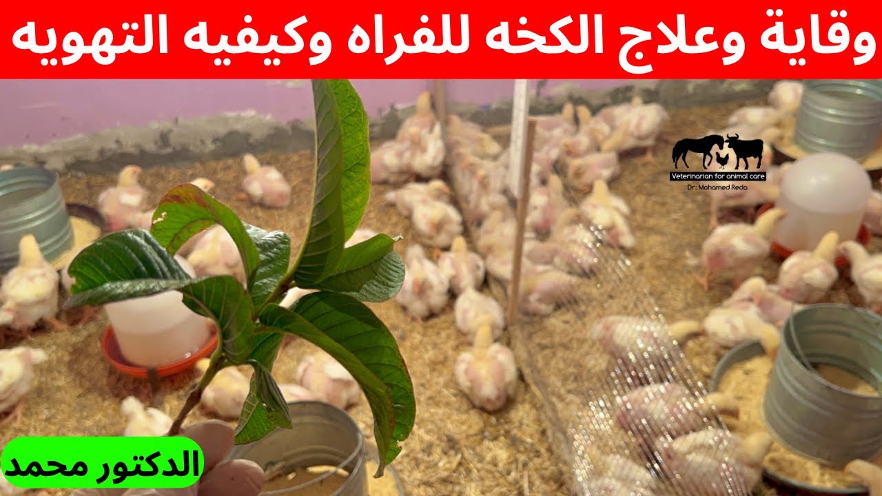 الحل النهائي للوقايه وعلاج البرد والكخه في فراخ وكيفيه التهويه في الشتاء ❄️ للفراخ البيضاء