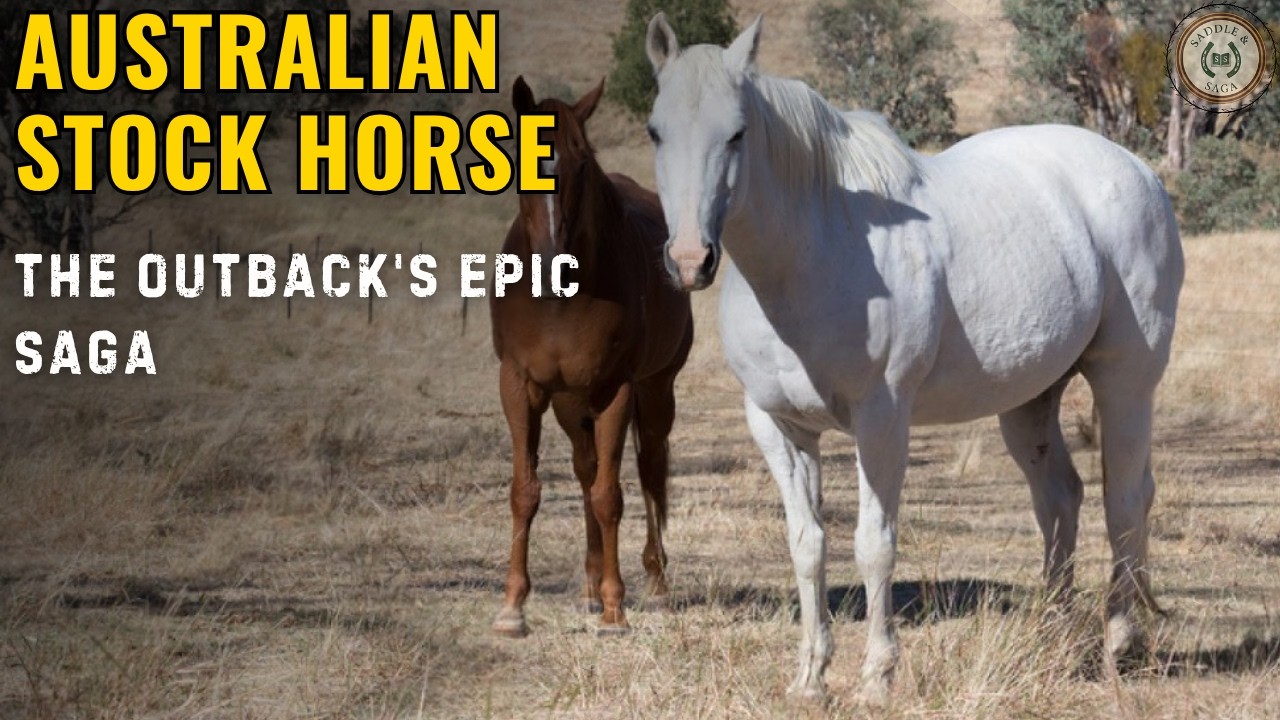 All About Australian Stock Horses - How They Became the Breed for Every Need