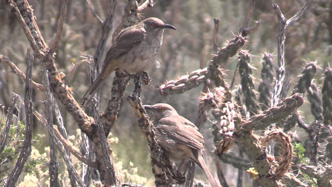 Curve-billed Thrashers