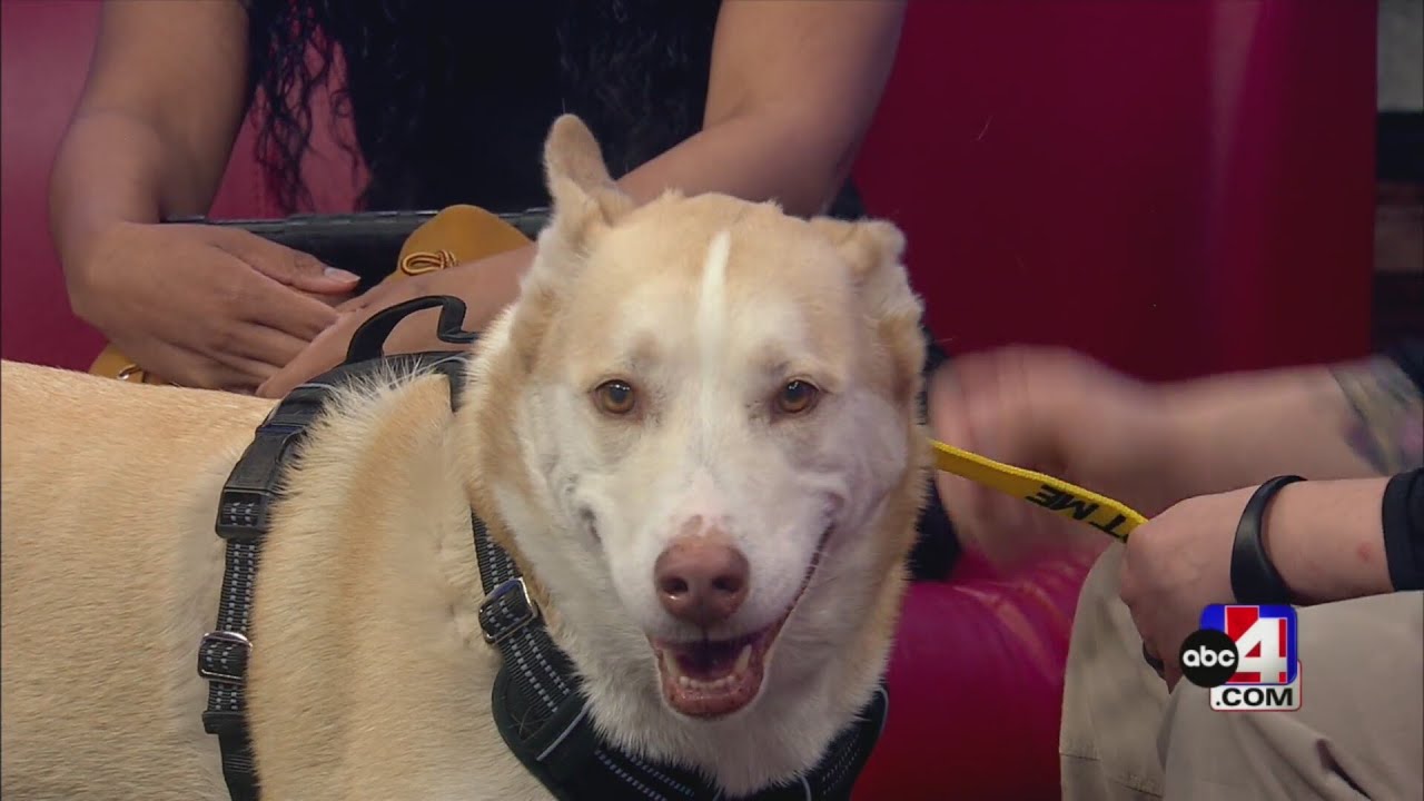 Pet of the Week