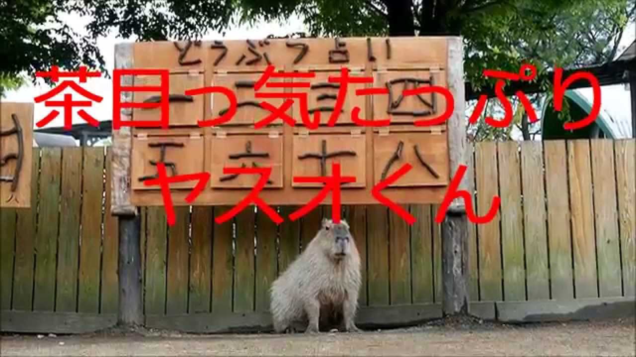 【阿蘇ファームランド】茶目っ気たっぷりヤスオくん