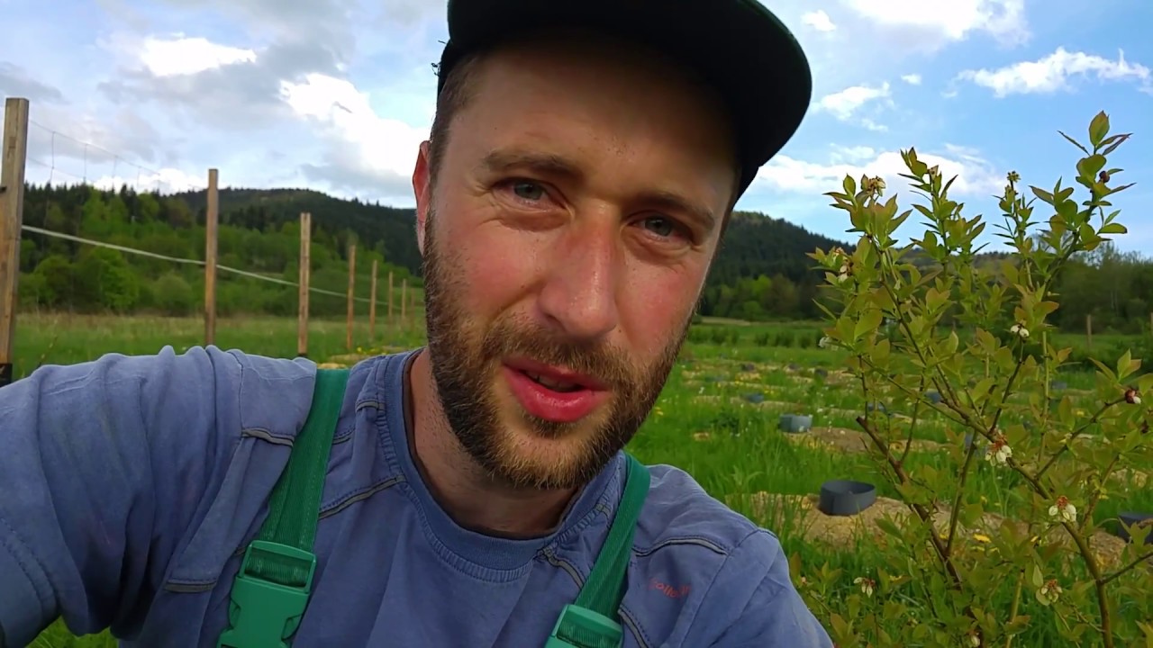 Uprawa borówki KazPliszka - wady i zalety.