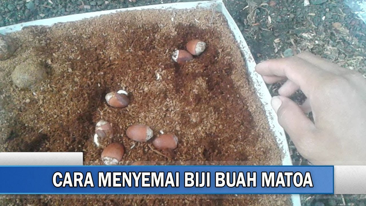 Cara Menyemai Biji Buah Matoa Dari Awal Hingga Berhasil Tumbuh