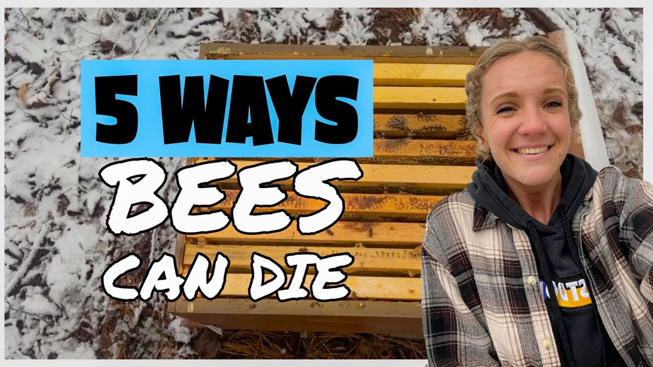 5 Ways YOUR Bees Can DIE / Beekeeping 101 #beekeeping