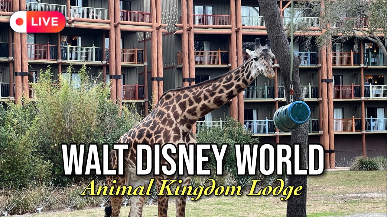 🔴 LIVE: SEEIN GIRAFFES UP CLOSE AT WALT DISNEY WORLD ANIMAL KINGDOM LODGE