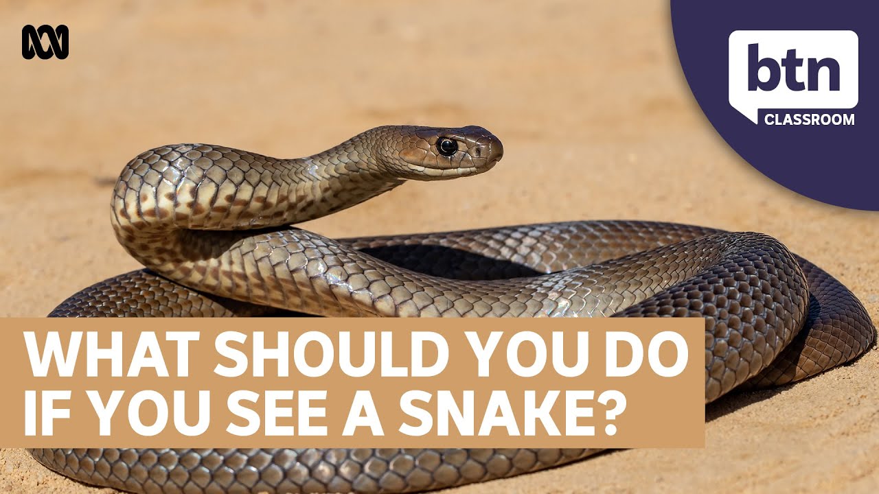 Stay Safe This Snake Season - Behind the News