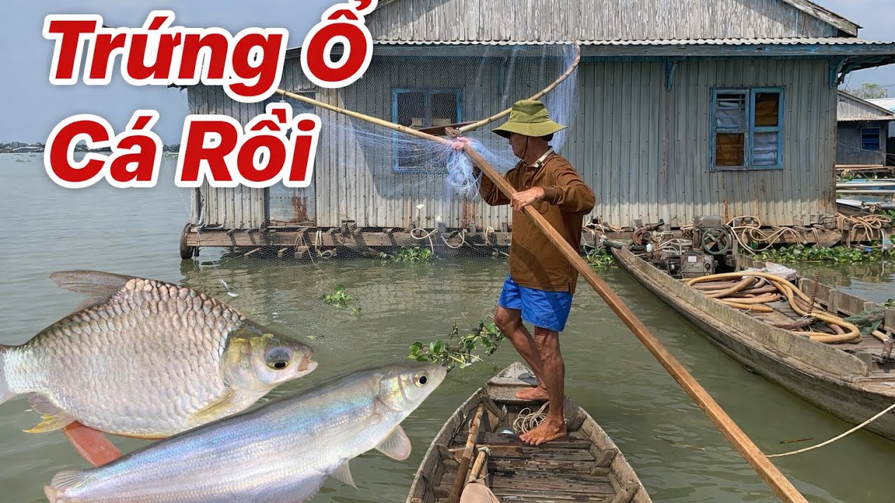 Xúc Được Con Cá Mè Vinh Bự Chà Bá. Quá Ngon Luôn..!