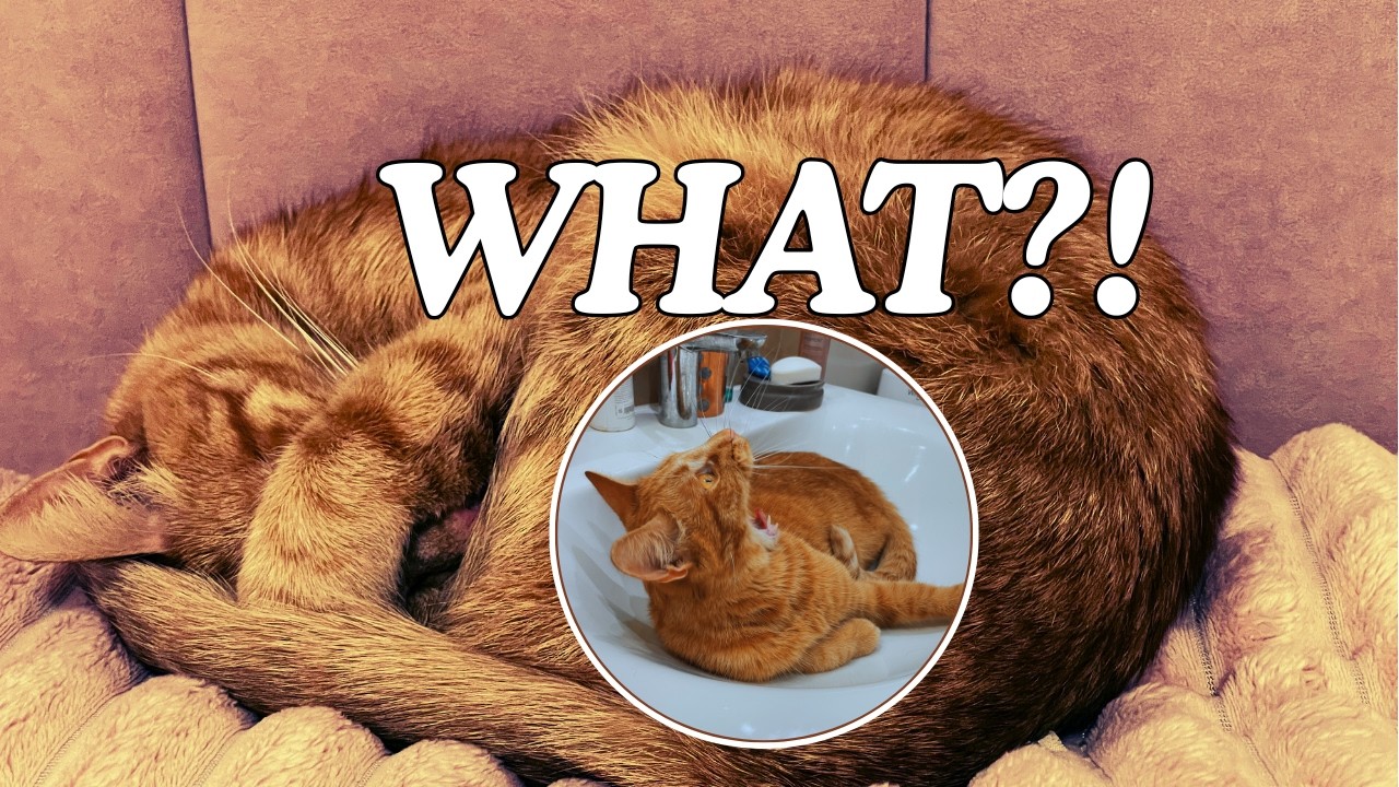 Funny Orange Cat Compilation #3  😹 | 10 Minutes of Chaos (Try Not to Laugh!)
