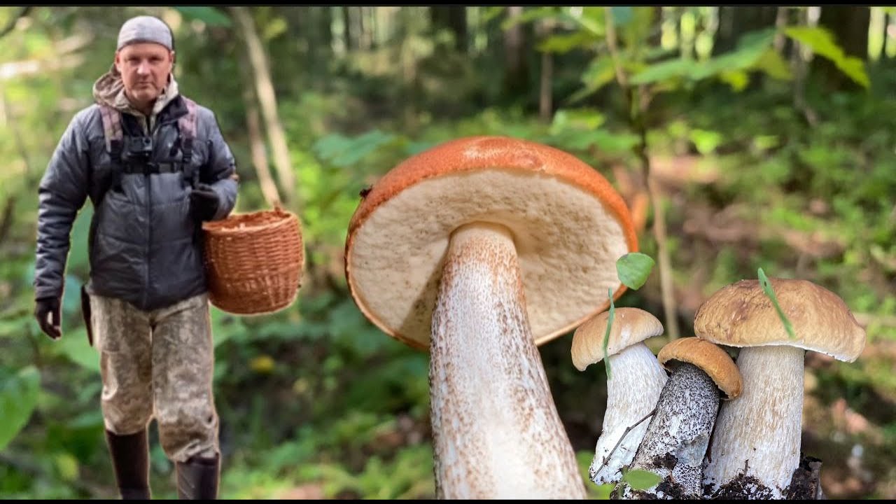 Осеннее грибалище 🍄🔪👍 #мавасе #mushroom #грибалка #тихаяохота #белыегрибы #грибыленобласть 