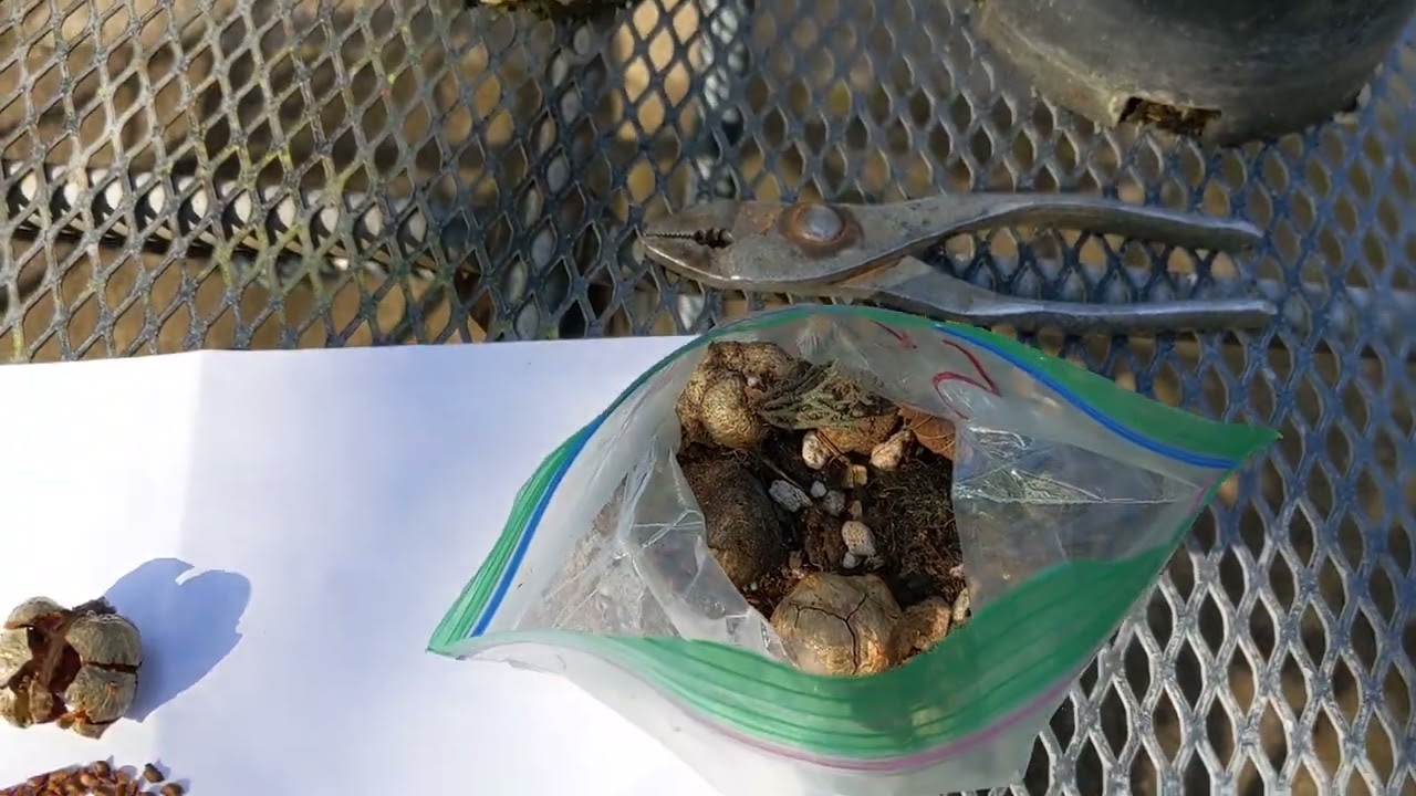 how to grow an Italian cypress tree from seed