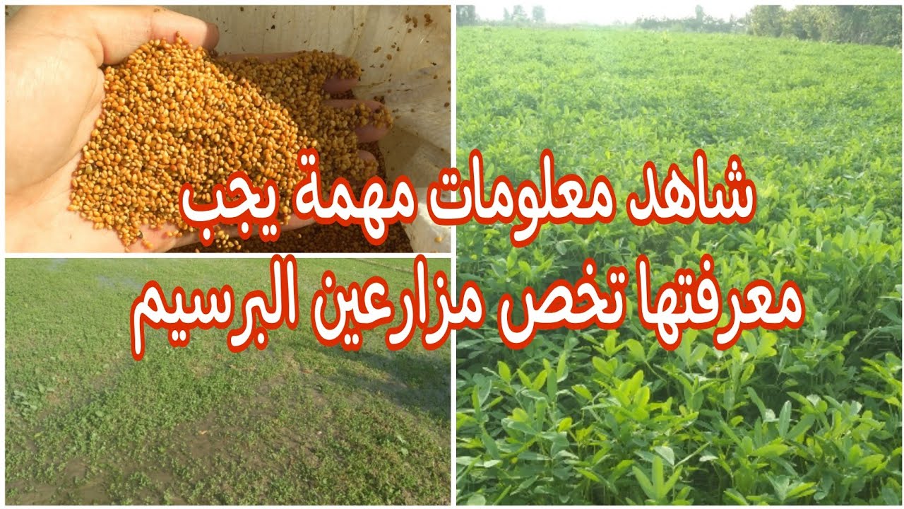 زراعة البرسيم ونصائح مهمة عن تجهيز الأرض والتقاوي والتسميد الجيد لزيادة الإنتاج وعدد الحشات