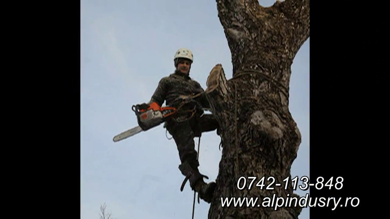 Alpinism Utilitar Mures 0742113848  Taiat arbori , pomi (copaci) inalti