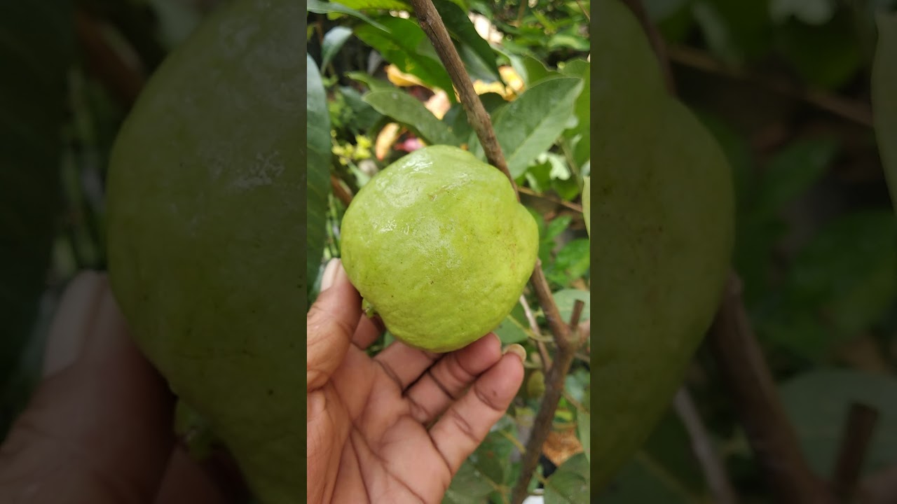 jambu siumik pala (madu taiwan)