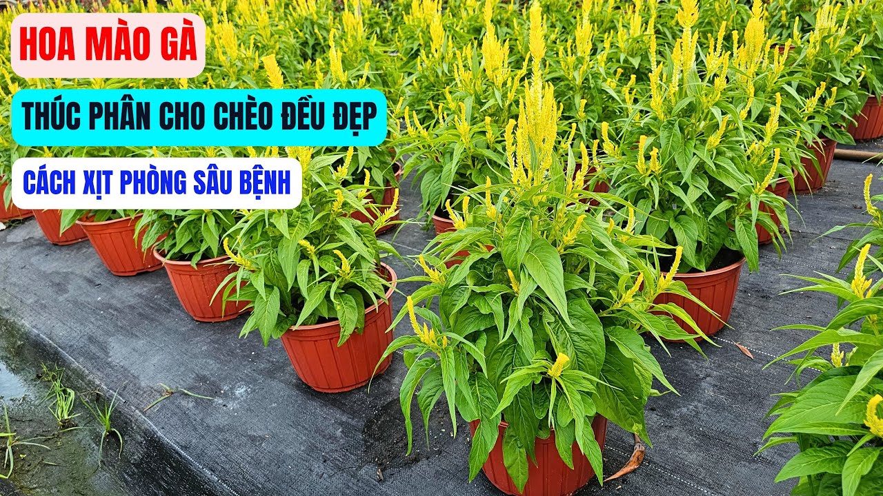 Thúc phân hoa mào gà cho bông chèo đẹp