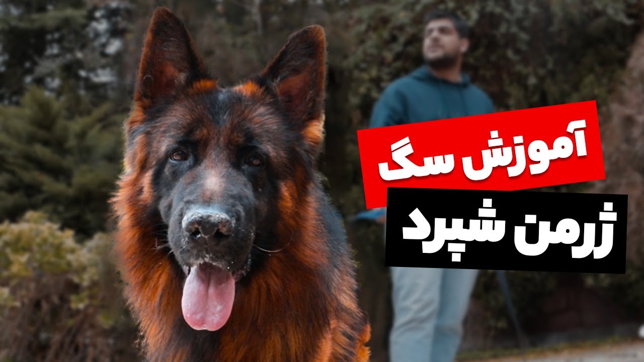 آموزش سگ ژرمن شپرد | فرمان های اولیه همراه با آموزش همقدم شدن
