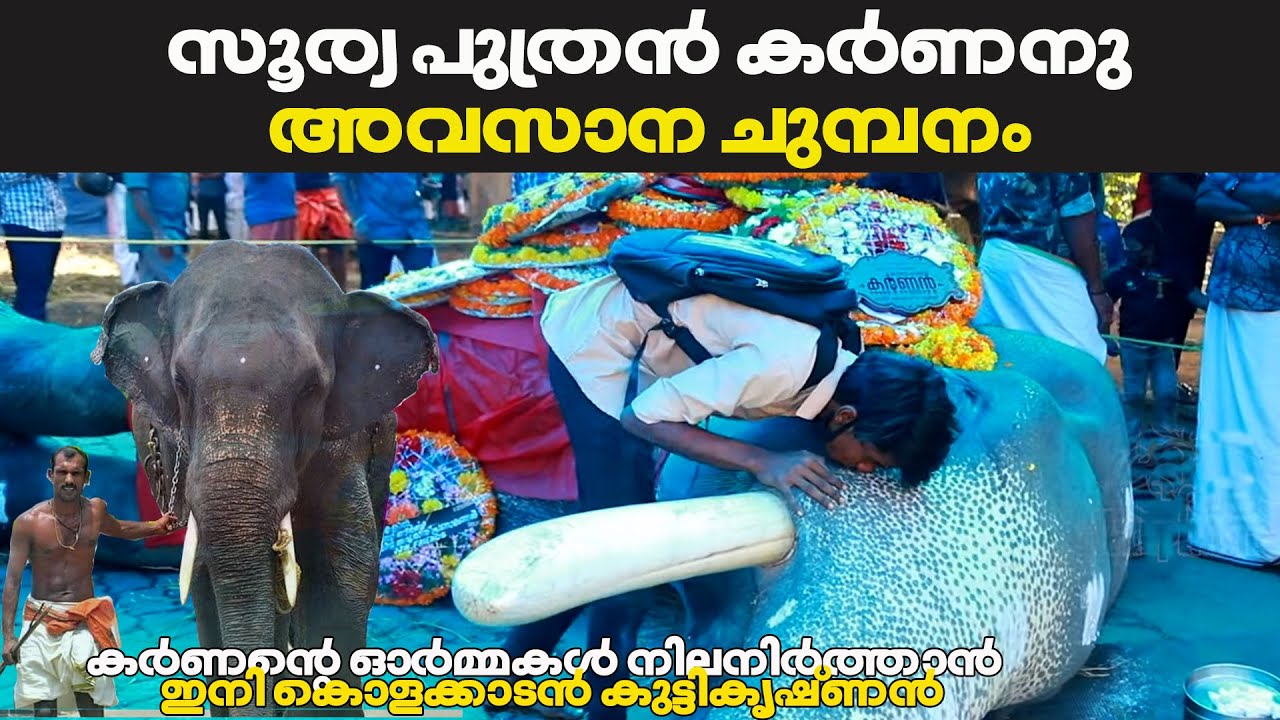 കർണൻ്റെ  പകരക്കാരൻ ഇവനാണോ ? ll Kolakkadan Kuttikrishinan ll Mangalamkunnu Karnan ll Elephant Kerala