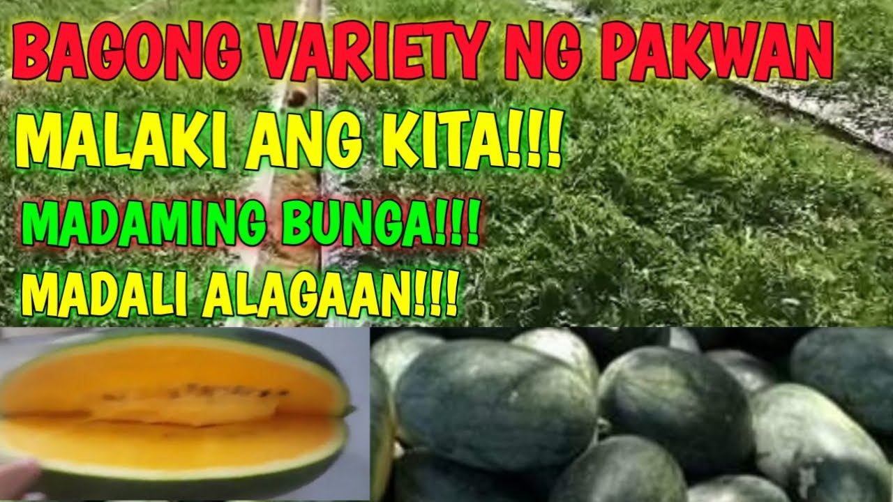 PAGTATANIM NG PAKWAN | MAGANDANG NEGOSYO | MULA SA PUNLA HANGGANG SA PAG-ANI | SEMINIS | NUEVA ECIJA