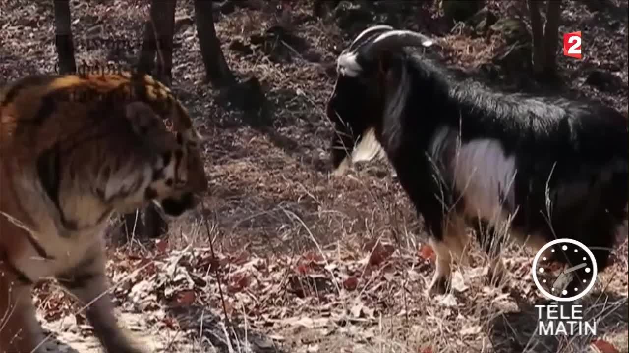 Sans frontières - Russie : L'histoire d'Amour le Tigre et de Timour le bouc - 2016/02/25