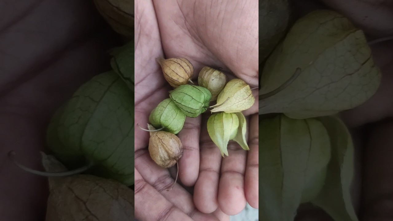 Guess the fruits...??? 🧐 #ytshorts #trendingshorts #viral #fruits #challenge