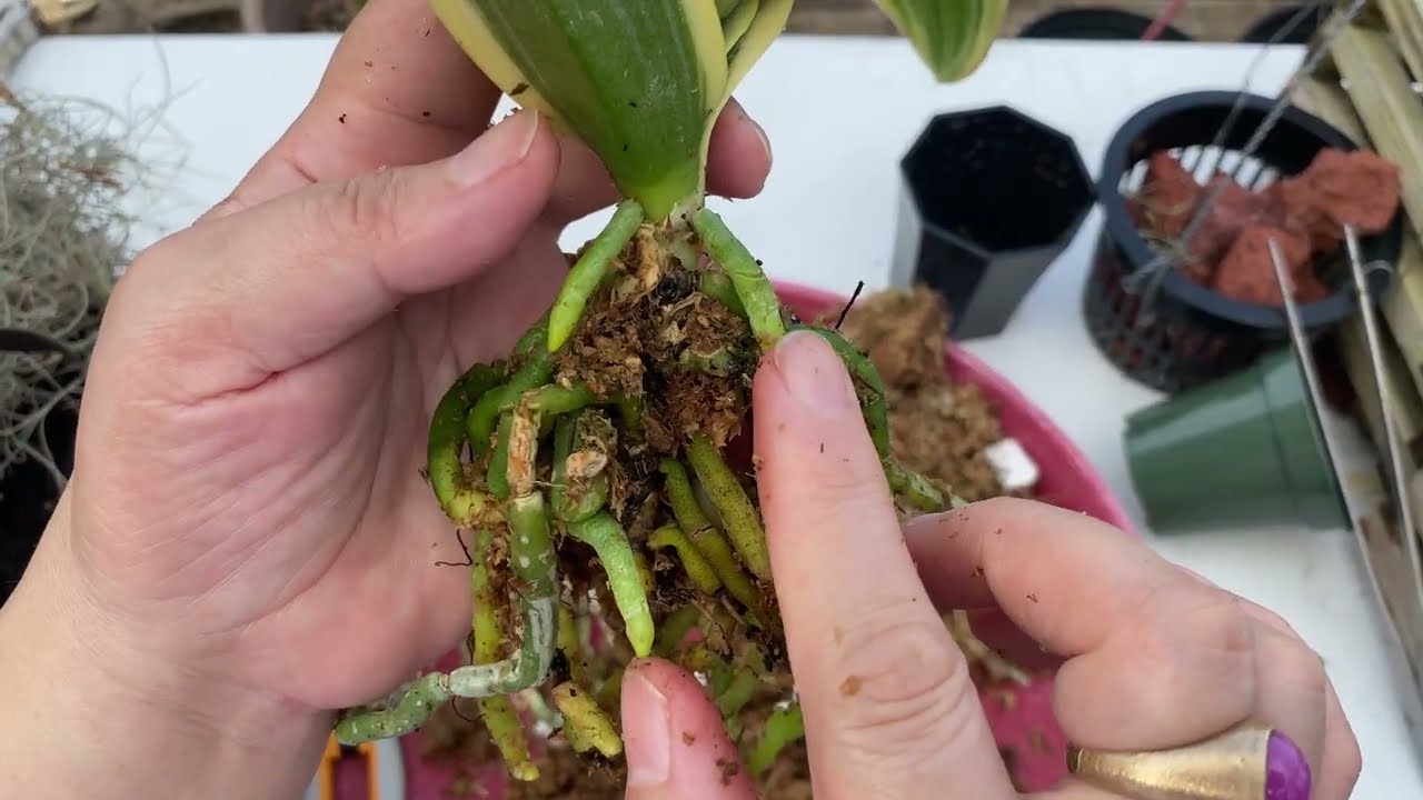 What to do with Orchids Broken Roots || Update on New Purchased Orchids 