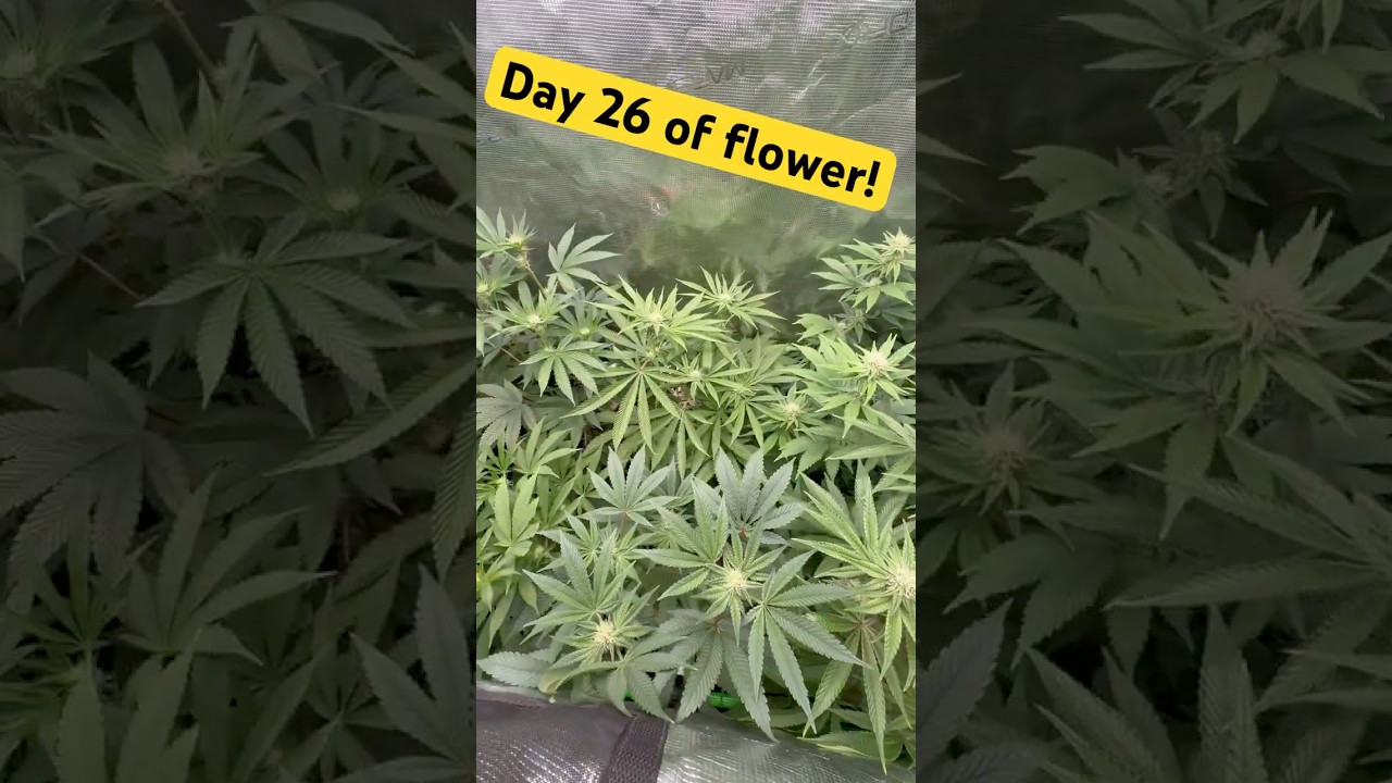 Day 26 of flower ( lumaray test)