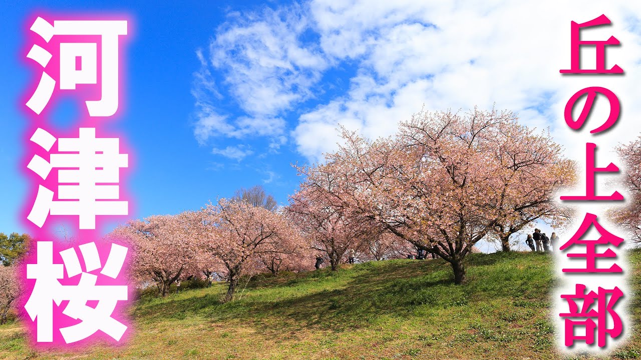 埼玉北部の河津桜と梅の花めぐりをしました/榛の森公園/埼玉観光旅行vlog