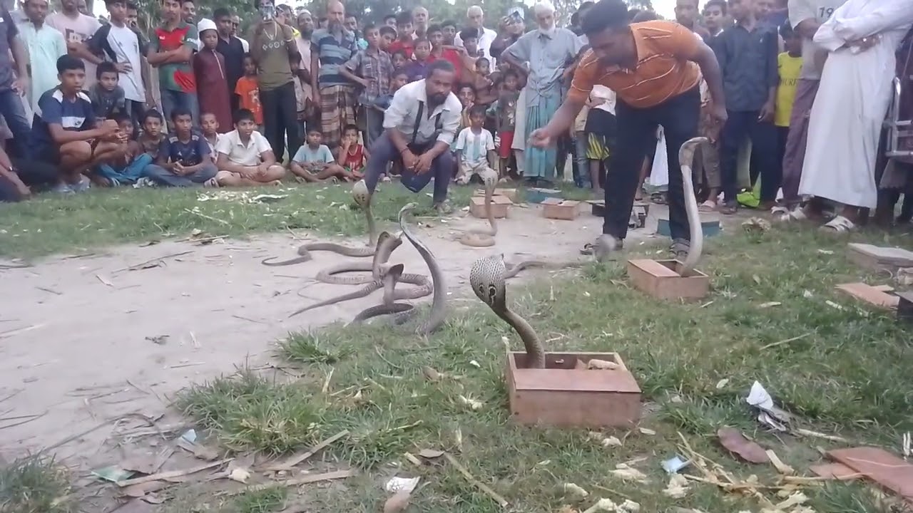নড়াইল লোহাগাড়া সিডি বাজার সাপের খেলা #সাপের